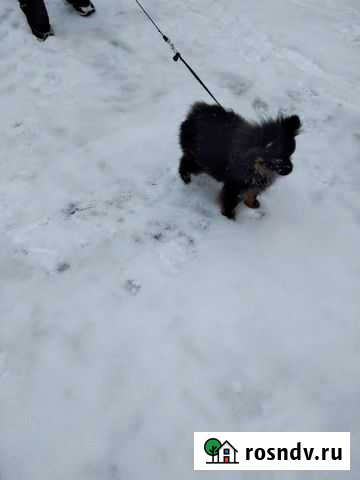 Девочка шпиц ищет жениха Воронеж - изображение 1