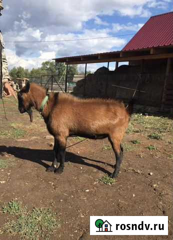 Козел на вязку Архангельское - изображение 1