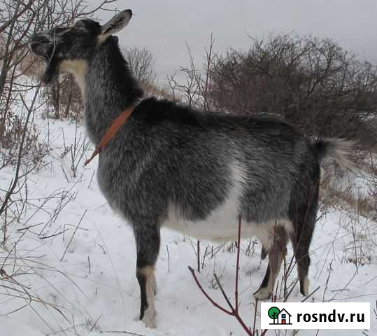 Коза альпийская Нововоронеж - изображение 1