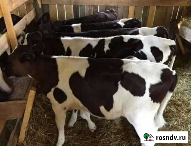 Бычки телята свежий завоз Алексеевская - изображение 1