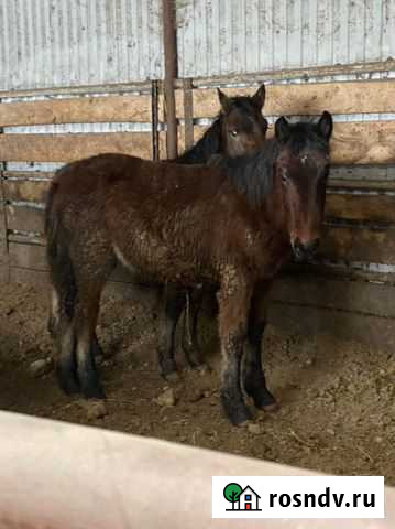 Жеребята Старое Дрожжаное - изображение 1