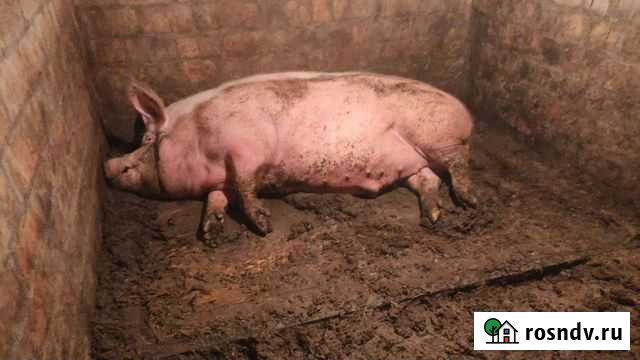 Свинина на мясо Таганрог - изображение 1