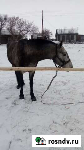 Жеребец Новые Зори - изображение 1