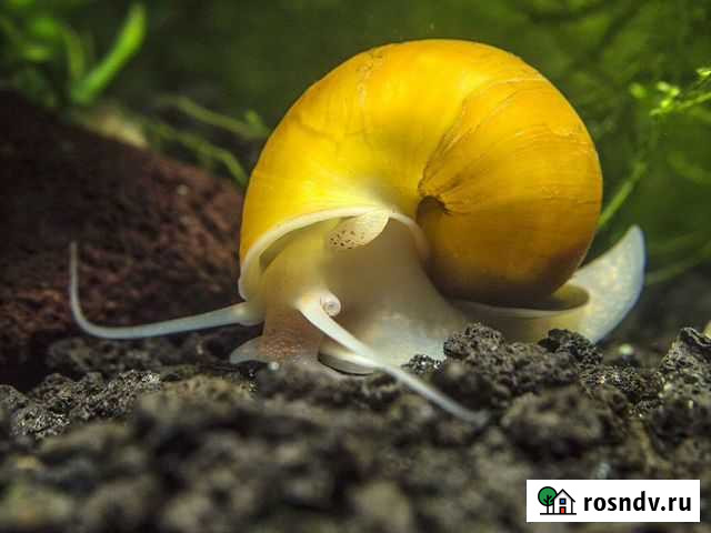 Аквариумные улитки ампулярии Волжский - изображение 1