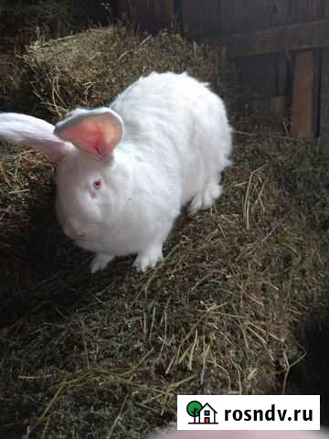 Самка Богатые Сабы - изображение 1