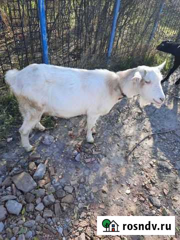 Продаются заненские козочки Широчанка - изображение 1