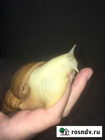 Улитка альбинос ахатина Улан-Удэ - изображение 1