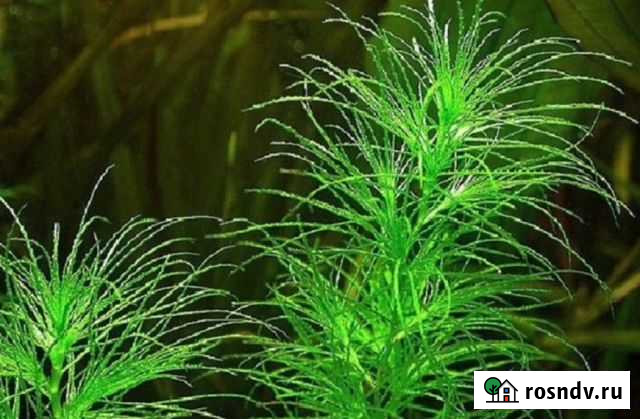 Аквариумные растения Усть-Илимск - изображение 1