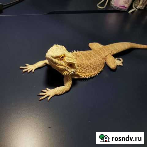 Бородатая агама Самец Москва - изображение 1
