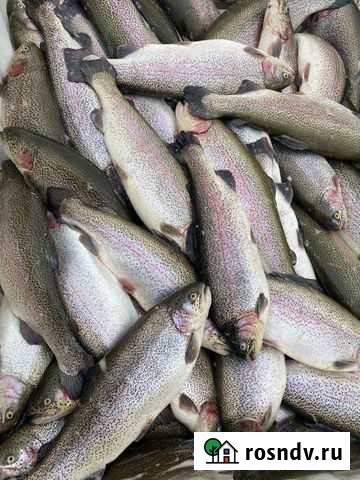 Форель радужная Краснодар - изображение 1