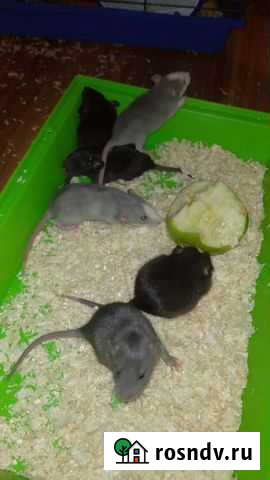 Крысята Череповец - изображение 1