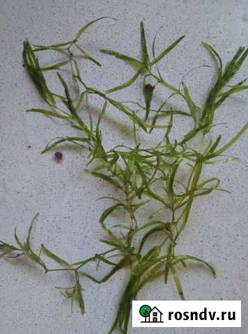 Наяс Донское - изображение 1