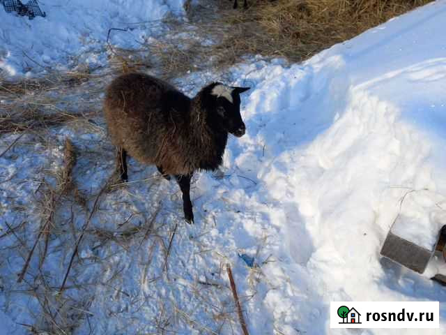 Баран Протвино - изображение 1