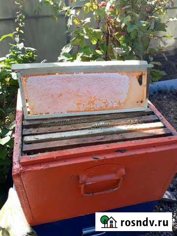 Мед цветочный. 3 литра -1000.2литра-750.1литр-380 Биробиджан - изображение 1