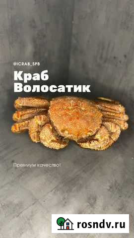 Краб волосатик Краб целый Краб волосатик Санкт-Петербург - изображение 1