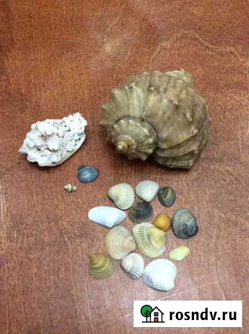 Ракушки Уфа - изображение 1