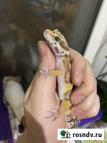 Передержка рептилий Самара - изображение 1