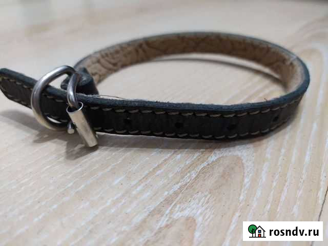 Ошейники на небольшую собаку Воронеж - изображение 1