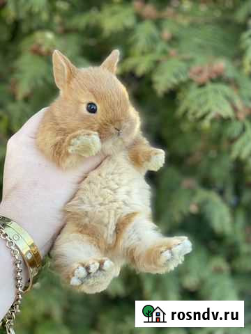 Карликовые кролики настоящие Москва - изображение 1