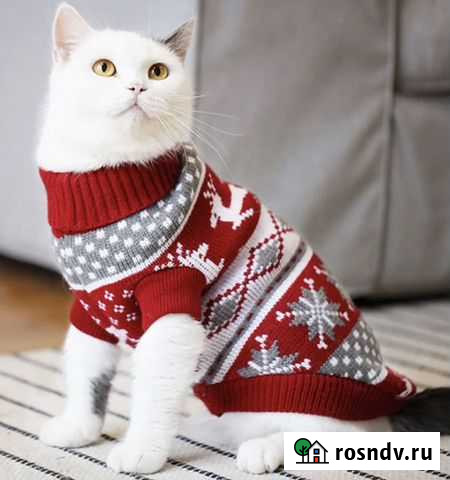Свитер для кота или небольшой собаки (новый) Красноярск - изображение 1