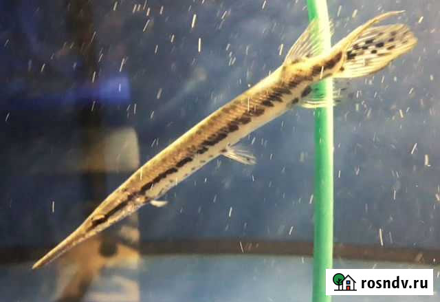 Африканские и Американские Щуки Москва - изображение 1