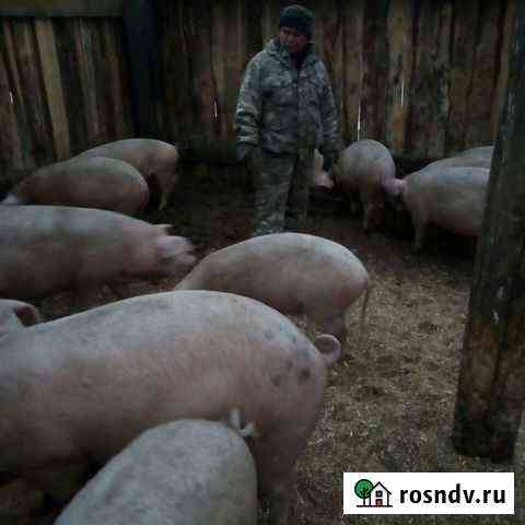 Животные Минусинск