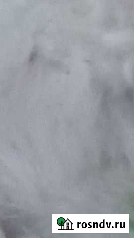 Бык 9 месяцев Нижний Тагил - изображение 1