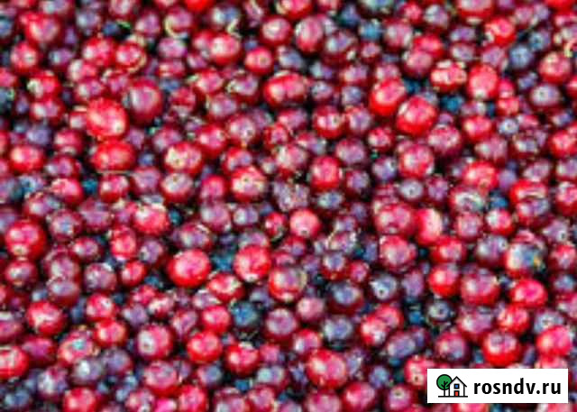 Продам клюкву Куйбышев - изображение 1