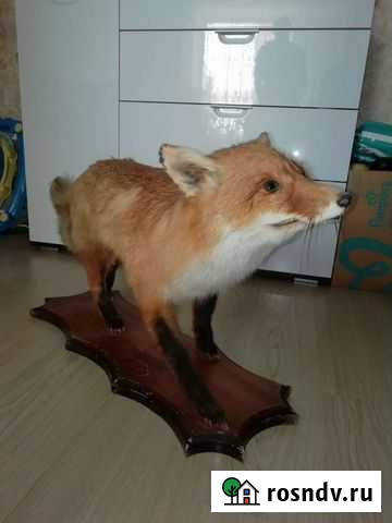 Чучело лисы Волгоград - изображение 1