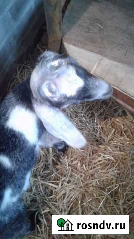 Обезрожу козлят Новочеркасск - изображение 1