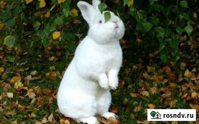 Продам кроликов (крольчата ) породы нзб Кипень - изображение 1