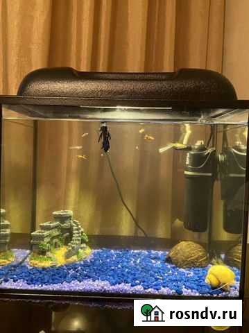 Аквариум, рыбки Казань - изображение 1