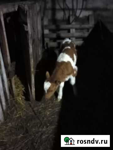 Телёнок бычок Агаповка - изображение 1