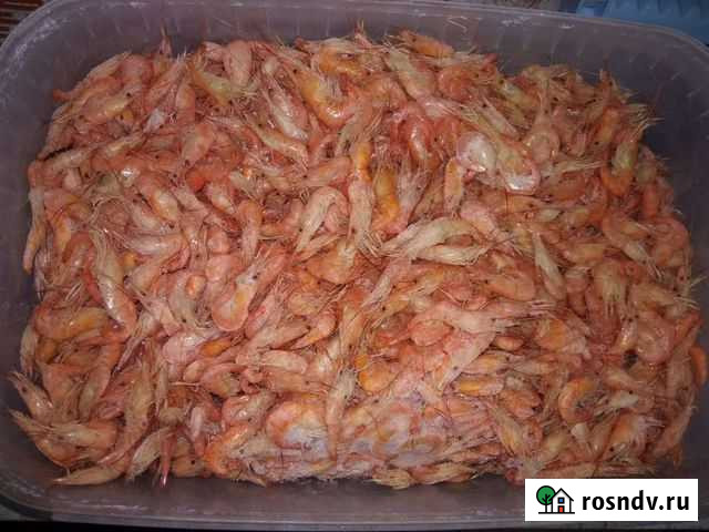 Креветки Краснодар - изображение 1