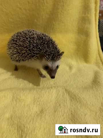 Африканский ежик Санкт-Петербург - изображение 1