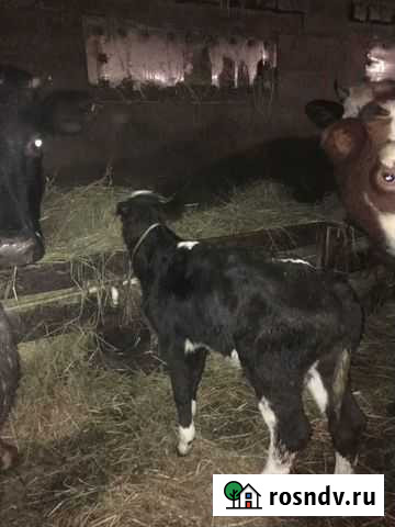 Телочка Славск - изображение 1