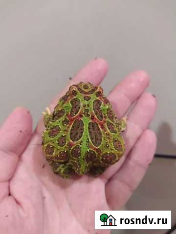 Рогатка фантастическая Москва - изображение 1