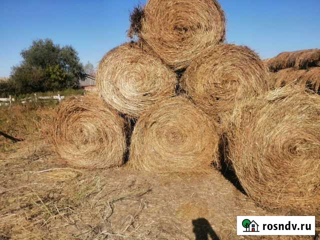 Продам сено Бийск - изображение 1