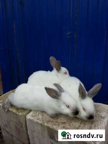 Кролики серебро калифорнийские и бабочка Кущевская - изображение 1