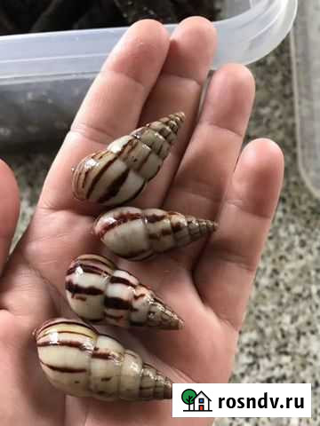 Лимиколярии Агатины Биробиджан - изображение 1