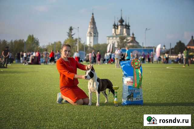 Услуги хендлера Иваново - изображение 1