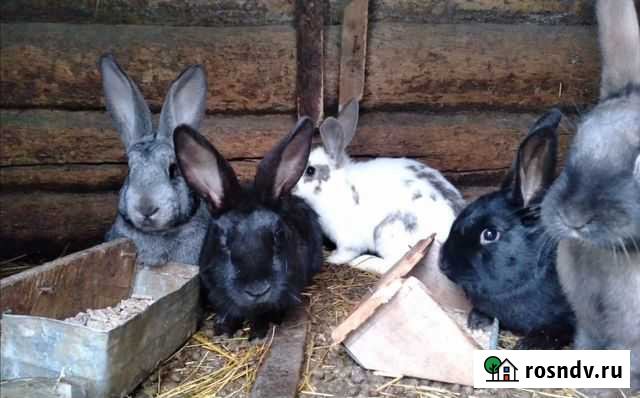 Кролики Сураж - изображение 1