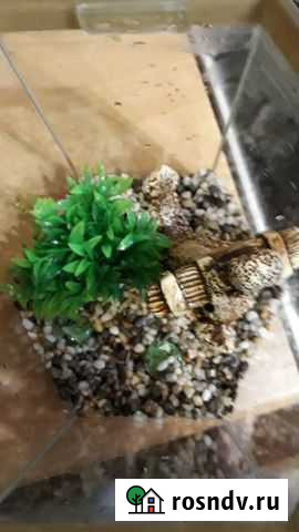 Аквариум Назарово - изображение 1