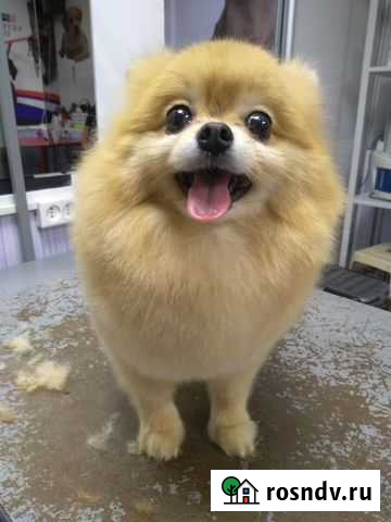 Стрижка собак и кошек Киреевск - изображение 1