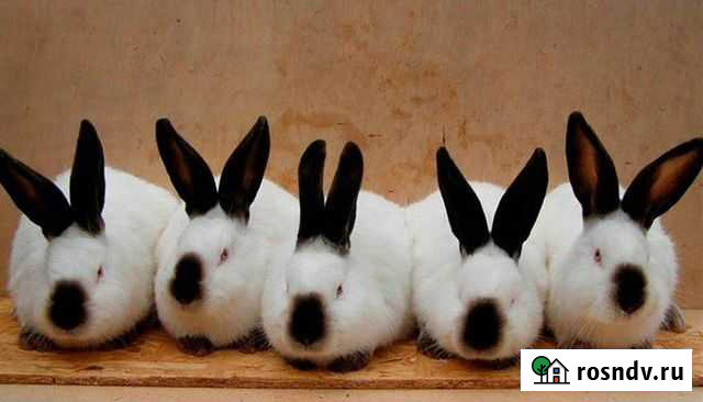 Кролик Калифорнийский Нытва - изображение 1