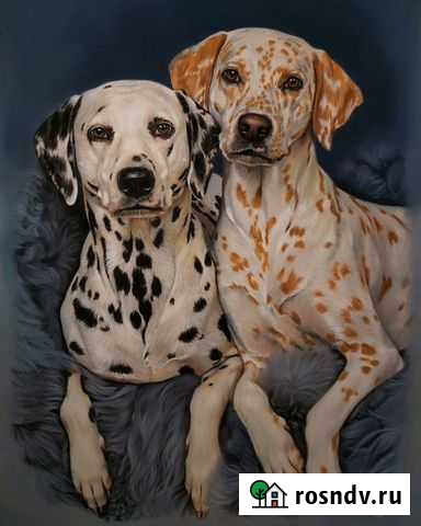 Портрет животных Красноярск - изображение 1