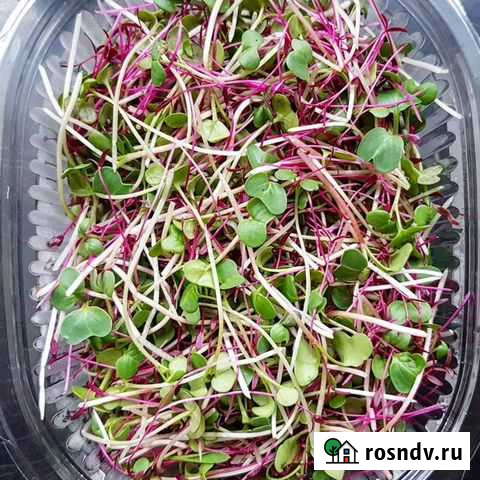 Микрозелень Ступино - изображение 1