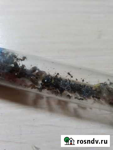 Messor structor степной муравей жнец Чита - изображение 1