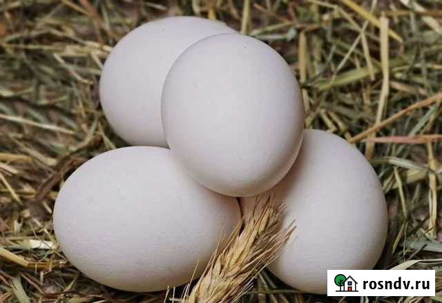 Домашние куриные яйца Дмитров - изображение 1