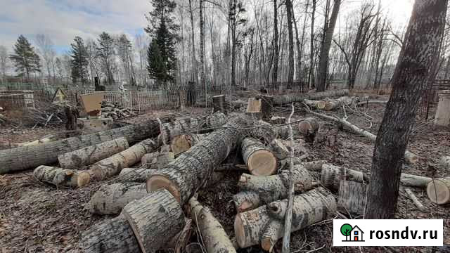 Спил деревьев Томск - изображение 1